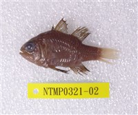 藏品(黑鰭天竺鯛)的圖片